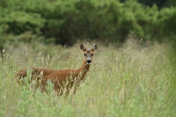 Western Roe Deer (Capreolus capreolus) doe, standing amongst long grass in meadow, Abernethy Forest, Strathspey