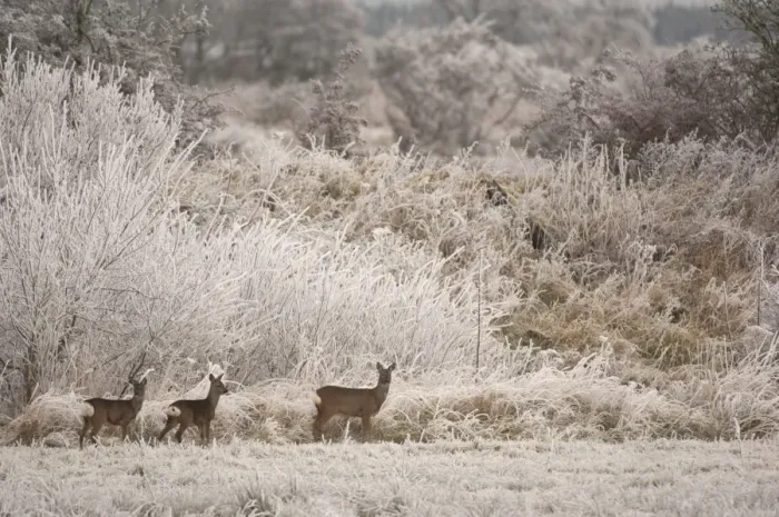 Framed Print : Western Roe Deer (Capreolus capreolus) doe with two fawns, standing on field margin in frost covered habitat, Dumfries and Galloway, Scotland, december Framed Print : Western Roe Deer (Capreolus capreolus) doe with two fawns, standing on field margin in frost covered habitat, Dumfries and Galloway, Scotland, december