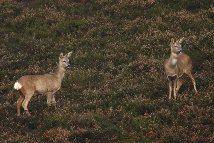 Framed Print : Western Roe Deer (Capreolus capreolus) two does, standing amongst heather on heathland, Surrey, England, december Framed Print : Western Roe Deer (Capreolus capreolus) two does, standing amongst heather on heathland, Surrey, England, december