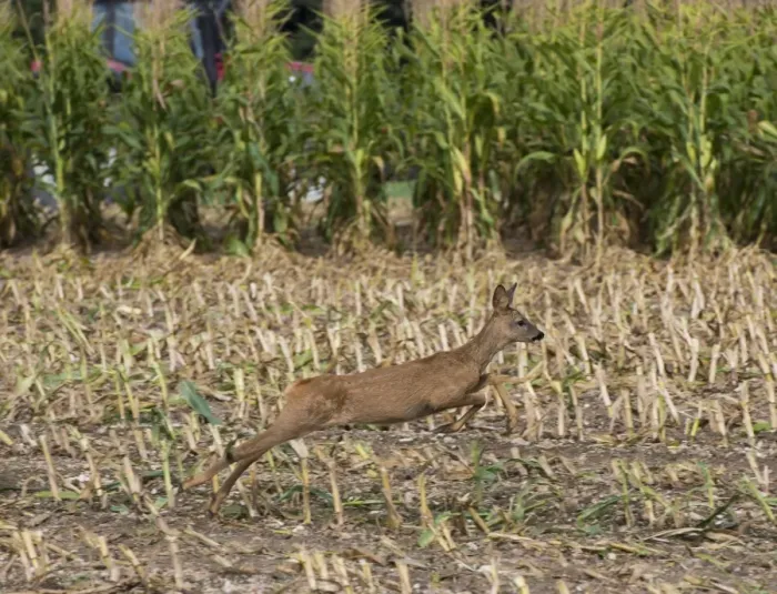 Framed Print : Western Roe Deer (Capreolus capreolus) immature, running in maize field during harvesting, Luze, Richelieu Framed Print : Western Roe Deer (Capreolus capreolus) immature, running in maize field during harvesting, Luze, Richelieu