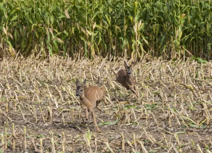 Framed Print : Western Roe Deer (Capreolus capreolus) two immatures, running in maize field during harvesting, Luze, Richelieu Framed Print : Western Roe Deer (Capreolus capreolus) two immatures, running in maize field during harvesting, Luze, Richelieu