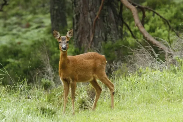 Framed Print : Western Roe Deer (Capreolus capreolus) yearling doe, standing in forest, Cairngorms N. P. Highlands, Scotland, July Framed Print : Western Roe Deer (Capreolus capreolus) yearling doe, standing in forest, Cairngorms N. P. Highlands, Scotland, July