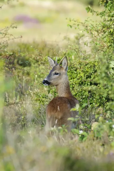 Framed Print : Western Roe Deer (Capreolus capreolus) young buck, looking over shoulder, standing in thicket, near Corfe Castle