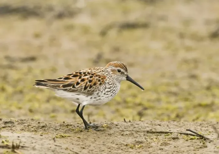 Framed Print : Western Sandpiper (Calidris mauri) adult, summer plumage, standing on mud, San Diego, California, U. S. A. april Framed Print : Western Sandpiper (Calidris mauri) adult, summer plumage, standing on mud, San Diego, California, U. S. A. april