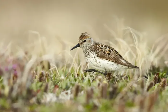 Framed Print : Western Sandpiper (Calidris mauri) adult, breeding plumage, standing on tundra, near Barrow, Alaska, U. S. A. June Framed Print : Western Sandpiper (Calidris mauri) adult, breeding plumage, standing on tundra, near Barrow, Alaska, U. S. A. June