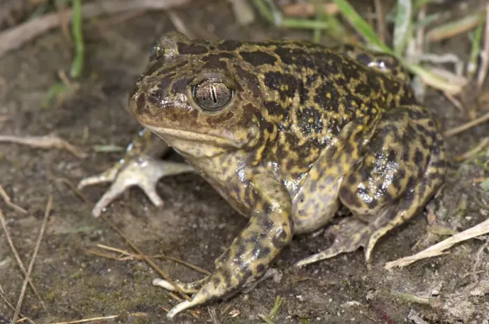 Framed Print : Western Spadefoot (Pelobates cultripes) adult, sitting on soil, France, june Framed Print : Western Spadefoot (Pelobates cultripes) adult, sitting on soil, France, june