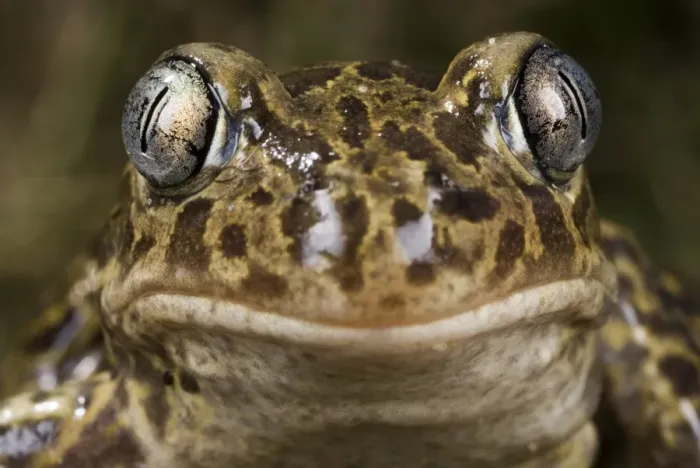 Framed Print : Western Spadefoot (Pelobates cultripes) adult, close-up of head, France, june Framed Print : Western Spadefoot (Pelobates cultripes) adult, close-up of head, France, june