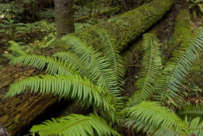 Framed Print : Western Sword Fern (Polystichum munitum) fronds, growing in forest, Van Damme State Park, North California, U. S. A Framed Print : Western Sword Fern (Polystichum munitum) fronds, growing in forest, Van Damme State Park, North California, U. S. A