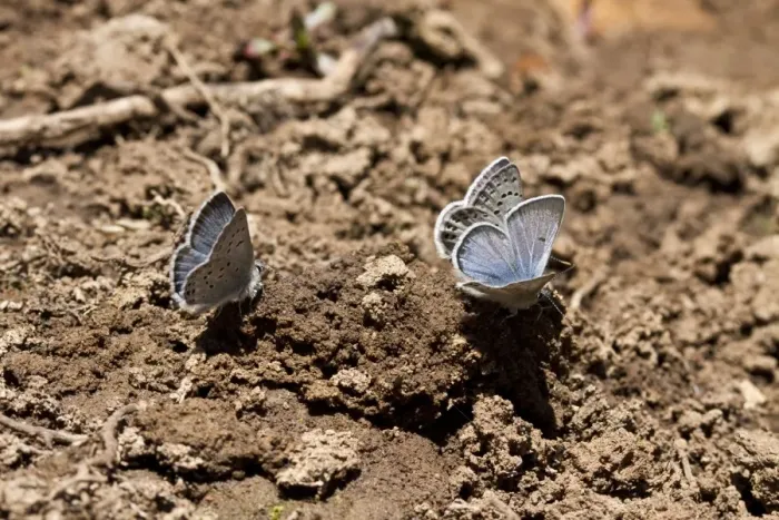 Framed Print : Western tailed Blue Butterfly attracted to moisture in the soil. Utah America Framed Print : Western tailed Blue Butterfly attracted to moisture in the soil. Utah America