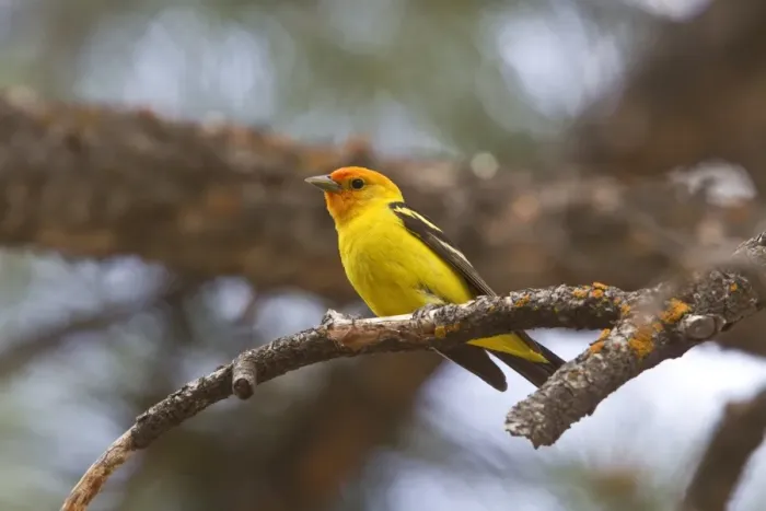Framed Print : Western Tanager Male coming into breeding plumage, Utah, America Framed Print : Western Tanager Male coming into breeding plumage, Utah, America