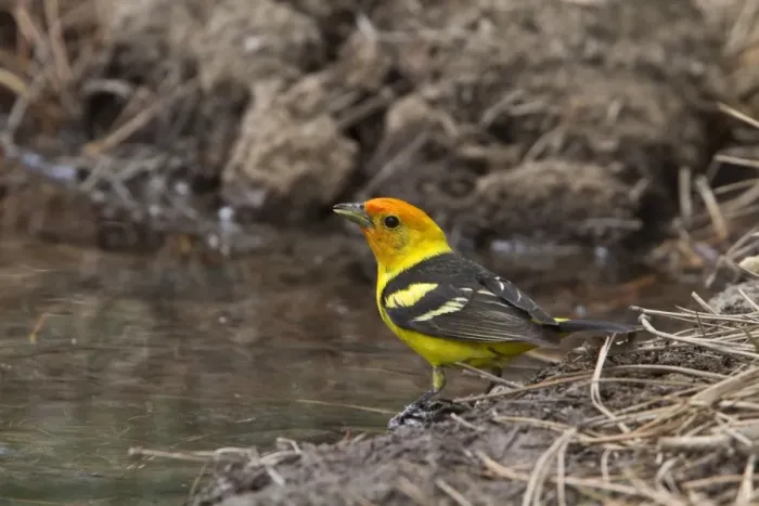 Framed Print : Western Tanager Male coming into breeding plumage, Utah, America Framed Print : Western Tanager Male coming into breeding plumage, Utah, America