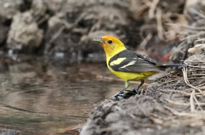 Framed Print : Western Tanager (Piranga ludoviciana) immature male, drinking at pool, Utah, U. S. A. June Framed Print : Western Tanager (Piranga ludoviciana) immature male, drinking at pool, Utah, U. S. A. June