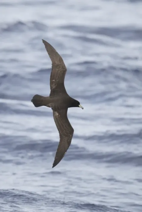 Framed Print : Westland Petrel (Procellaria westlandica) adult, in flight at sea, off New Zealand, March