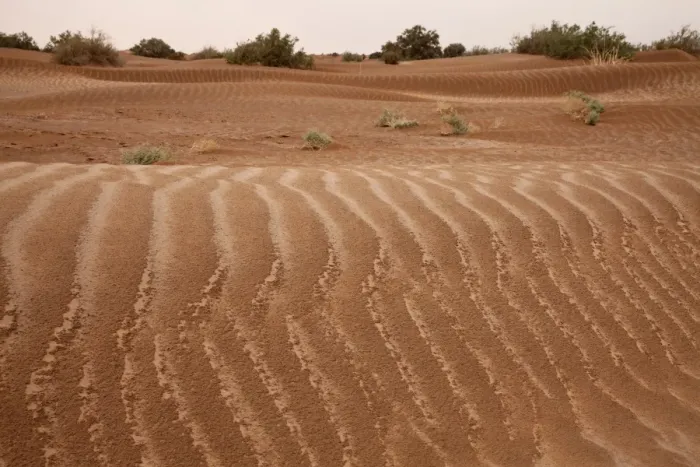 Framed Print : Wet desert sand dunes after rainfall, Sahara, Morocco, may