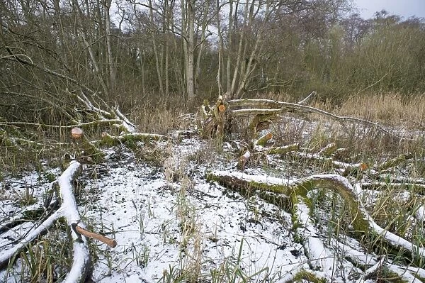 Wet woodland management, clearing area of Common Sallow (Salix cinerea) in snow, Ferry Wood, The Broads N. P. Norfolk, England, winter