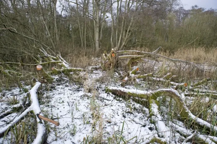 Framed Print : Wet woodland management, clearing area of Common Sallow (Salix cinerea) in snow, Ferry Wood, The Broads N. P. Norfolk, England, winter Framed Print : Wet woodland management, clearing area of Common Sallow (Salix cinerea) in snow, Ferry Wood, The Broads N. P. Norfolk, England, winter