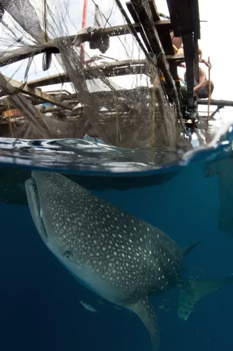 Framed Print : Whale Shark (Rhincodon typus) adult, with remoras, feeding below nets of fishing platform (bagan), Cenderawasih Bay Framed Print : Whale Shark (Rhincodon typus) adult, with remoras, feeding below nets of fishing platform (bagan), Cenderawasih Bay