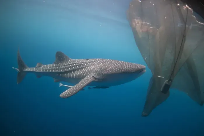 Framed Print : Whale Shark (Rhincodon typus) adult, with remoras, feeding below nets of fishing platform (bagan), Cenderawasih Bay Framed Print : Whale Shark (Rhincodon typus) adult, with remoras, feeding below nets of fishing platform (bagan), Cenderawasih Bay