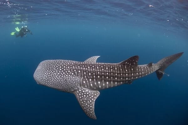 Whale Shark (Rhincodon typus) adult, with remoras and diver with underwater camera, swimming, Cenderawasih Bay