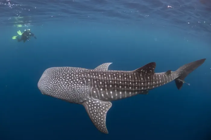 Framed Print : Whale Shark (Rhincodon typus) adult, with remoras and diver with underwater camera, swimming, Cenderawasih Bay