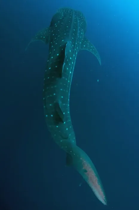 Framed Print : Whale Shark (Rhincodon typus) adult, swimming, Cenderawasih Bay, West Papua, New Guinea, Indonesia, June Framed Print : Whale Shark (Rhincodon typus) adult, swimming, Cenderawasih Bay, West Papua, New Guinea, Indonesia, June