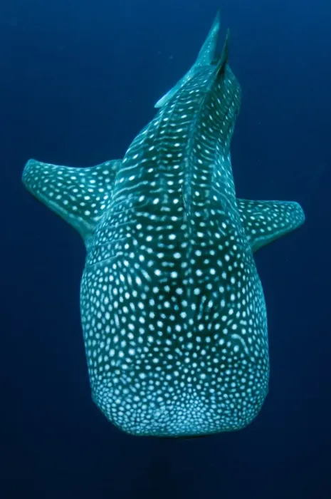 Framed Print : Whale Shark (Rhincodon typus) adult, swimming, Cenderawasih Bay, West Papua, New Guinea, Indonesia, June Framed Print : Whale Shark (Rhincodon typus) adult, swimming, Cenderawasih Bay, West Papua, New Guinea, Indonesia, June