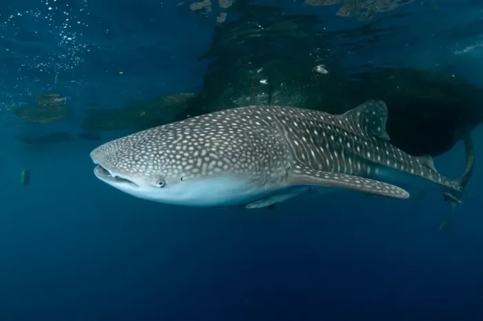 Framed Print : Whale Shark (Rhincodon typus) adult, with remoras, feeding below nets of fishing platform (bagan), Cenderawasih Bay Framed Print : Whale Shark (Rhincodon typus) adult, with remoras, feeding below nets of fishing platform (bagan), Cenderawasih Bay