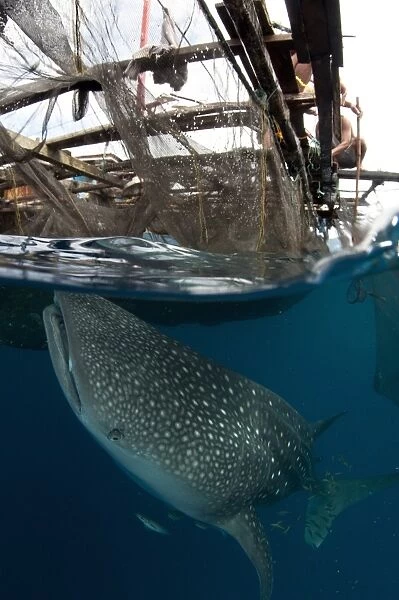 Whale Shark (Rhincodon typus) adult, with remoras, feeding below nets of fishing platform (bagan), Cenderawasih Bay