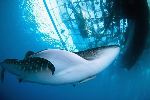 Whale Shark (Rhincodon typus) adult, with remoras, feeding below nets of fishing platform (bagan), Cenderawasih Bay