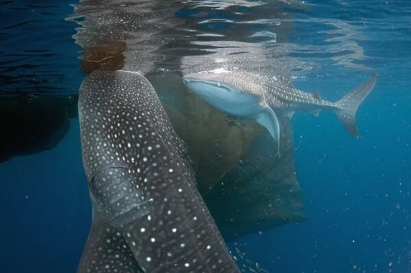 Whale Shark (Rhincodon typus) two adults, with remoras, feeding below nets of fishing platform (bagan)