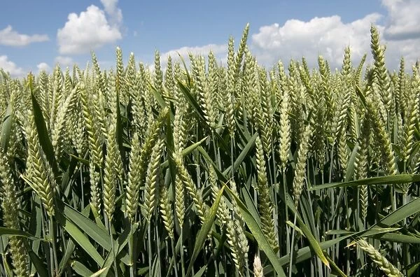 Wheat crop in ear near West Woodhay, Berkshire, England, June