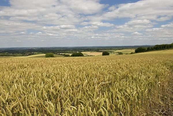 Wheat crop in ripening ear on a bright summer day with blue sky and clouds near West Woodhay, Berkshire, England, July