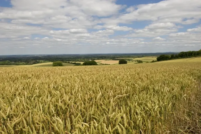 Framed Print : Wheat crop in ripening ear on a bright summer day with blue sky and clouds near West Woodhay, Berkshire, England, July Framed Print : Wheat crop in ripening ear on a bright summer day with blue sky and clouds near West Woodhay, Berkshire, England, July