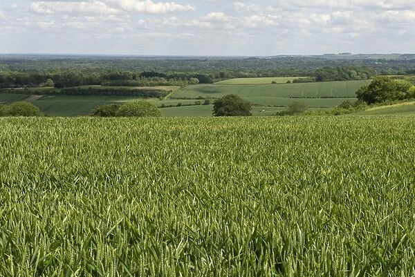 Wheat crop in young ear on a bright summer day with blue sky and clouds near West Woodhay, Berkshire, England, June