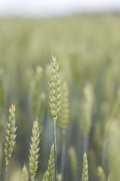 Wheat (Triticum aestivum) close-up of ripening seedheads, Sweden