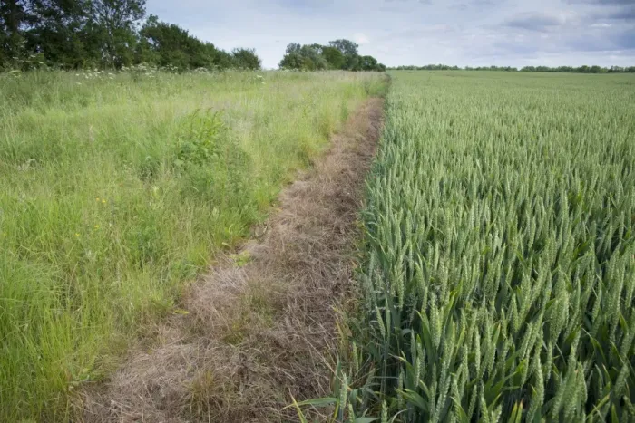 Framed Print : Wheat (Triticum aestivum) crop, unripe seedheads growing in field with sterile strip