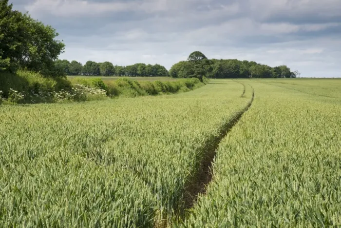 Framed Print : Wheat (Triticum aestivum) crop, unripe seedheads growing in field with planted copse and hedgerow, Driffield Framed Print : Wheat (Triticum aestivum) crop, unripe seedheads growing in field with planted copse and hedgerow, Driffield
