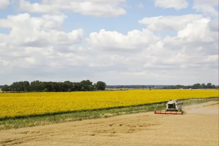 Framed Print : Wheat (Triticum aestivum) crop, combine harvester harvesting field, farmland with wide field margin and sunflowers Framed Print : Wheat (Triticum aestivum) crop, combine harvester harvesting field, farmland with wide field margin and sunflowers