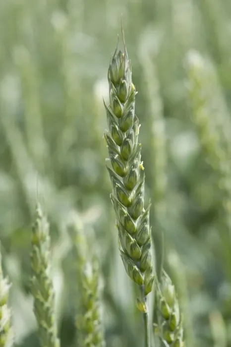 Framed Print : Wheat (Triticum aestivum) crop, close-up of ripening ear in flower, Lincolnshire, England, june Framed Print : Wheat (Triticum aestivum) crop, close-up of ripening ear in flower, Lincolnshire, England, june