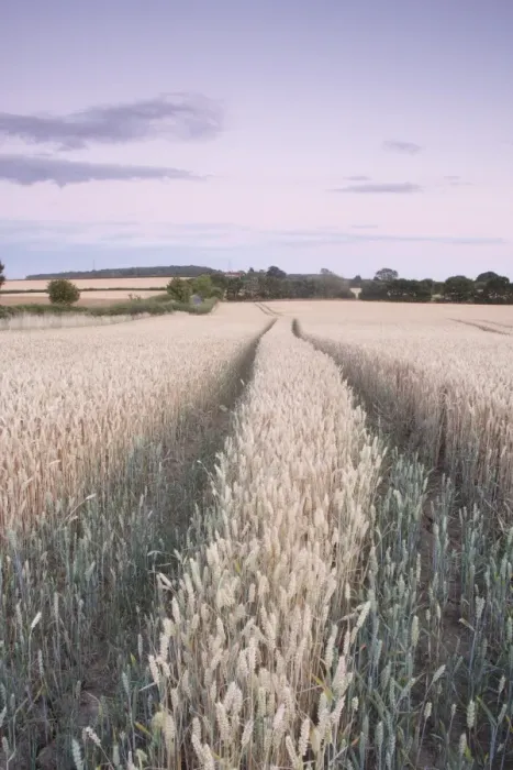 Framed Print : Wheat (Triticum aestivum) crop, ripening field at dusk, West Yorkshire, England, july