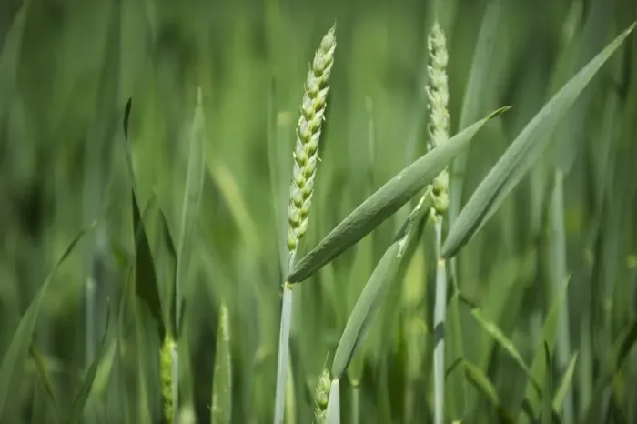 Framed Print : Wheat (Triticum aestivum) crop, ripening ears in flower, Sweden, june Framed Print : Wheat (Triticum aestivum) crop, ripening ears in flower, Sweden, june