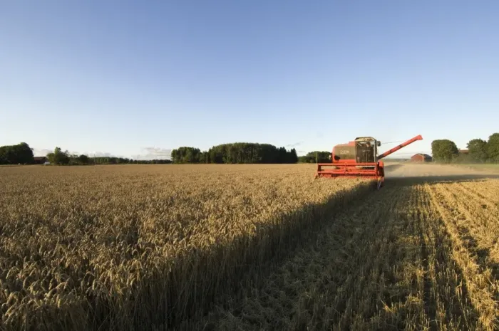 Framed Print : Wheat (Triticum aestivum) crop, Massey Ferguson combine harvester, harvesting ripe field in evening, Sweden Framed Print : Wheat (Triticum aestivum) crop, Massey Ferguson combine harvester, harvesting ripe field in evening, Sweden