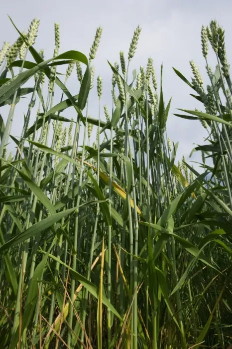 Framed Print : Wheat (Triticum aestivum) crop, ripening ears in flower, Sweden, july