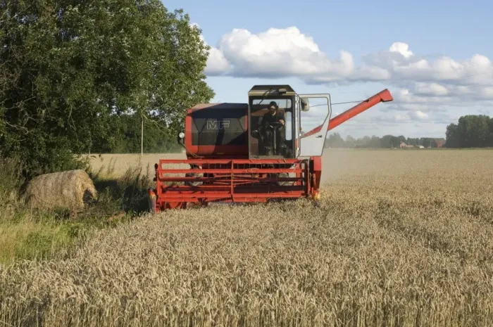 Framed Print : Wheat (Triticum aestivum) crop, Massey Ferguson combine harvester harvesting ripe field, Sweden Framed Print : Wheat (Triticum aestivum) crop, Massey Ferguson combine harvester harvesting ripe field, Sweden