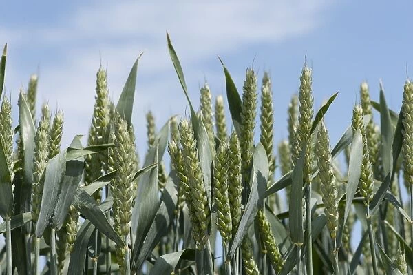 Wheat (Triticum aestivum) crop, close-up of ripening ears, Lincolnshire, England, june