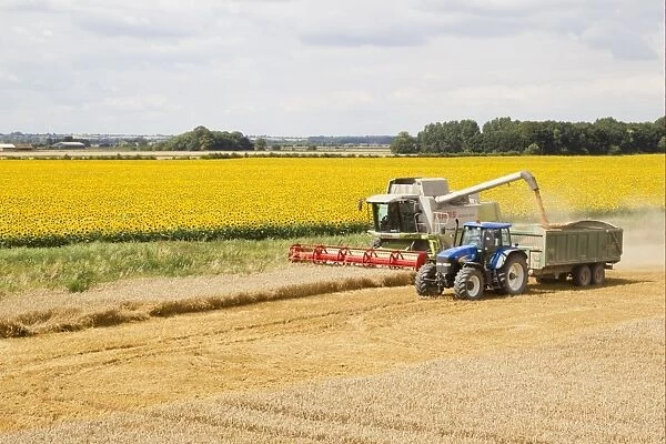 Wheat (Triticum aestivum) crop, combine harvester loading trailer with grain from auger