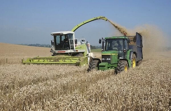 Wheat (Triticum aestivum) crop, forage harvesting whole-crop wheat field for feeding dairy cows, near Clitheroe