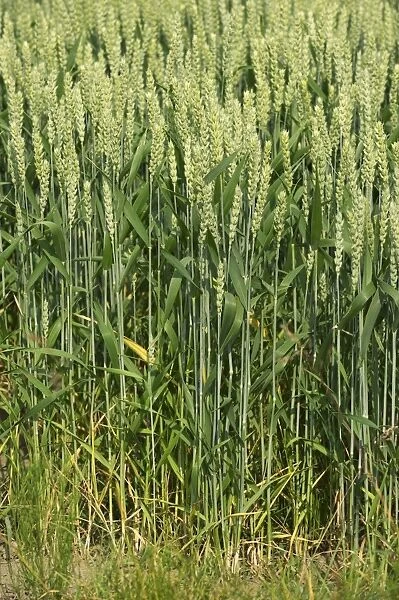 Wheat (Triticum aestivum) crop, ripening ears in flower, Sweden, july
