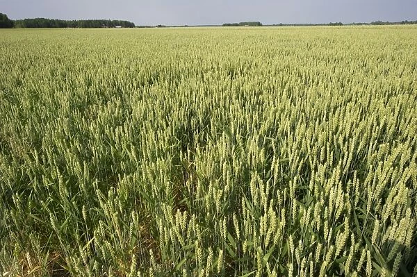 Wheat (Triticum aestivum) crop, ripening ears in flower, Sweden, july
