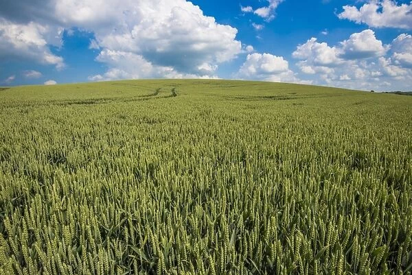 Wheat (Triticum aestivum) crop, unripe seedheads in field, Lincolnshire, England, June